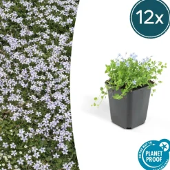 LA GREEN TOUCH - Isotoma fluviatilis x40 – entre 2,5 et 3,33m2