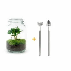 LA GREEN TOUCH - Kit terrarium diy - oslo caféier - rateau + pelle