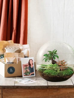 LA GREEN TOUCH - Kit terrarium diy - dome xl ficus + 2 fittonia - rateau + pelle + pince + ciseaux
