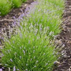 LA GREEN TOUCH - Lavande angustifolia felice® lot de 6 - 12 cm - plante fleurie extérieur