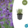 LA GREEN TOUCH - Lavande angustifolia 'munstead' x6 – entre 0,38 et 0,5m2
