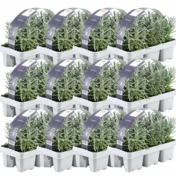 LA GREEN TOUCH - Lavande angustifolia - 12 packs de 6