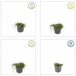 LA GREEN TOUCH - Leptinella squalida x20 – entre 1,25 et 1,67m2