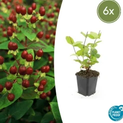 LA GREEN TOUCH - Millepertuis inodore 'beauty' x6 – entre 0,38 et 0,5m2