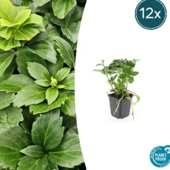 LA GREEN TOUCH - Millepertuis inodore 'beauty' x6 – entre 0,38 et 0,5m2