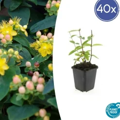 LA GREEN TOUCH - Millepertuis inodore 'annebel' x40 – entre 2,5 et 3,33m2