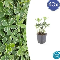 LA GREEN TOUCH - Millepertuis inodore 'annebel' x40 – entre 2,5 et 3,33m2
