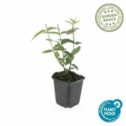 LA GREEN TOUCH - Millepertuis inodore x60 – entre 3,75 et 5m2