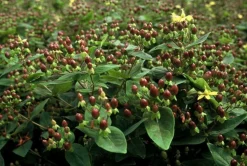 LA GREEN TOUCH - Millepertuis 'rheingold' x20 – entre 1,25 et 1,67m2