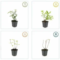 LA GREEN TOUCH - Millepertuis 'rheingold' x20 – entre 1,25 et 1,67m2