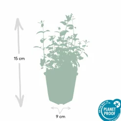 LA GREEN TOUCH - Nepeta 'six hills giant' x6 – entre 0,38 et 0,5m2
