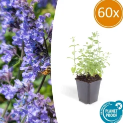 LA GREEN TOUCH - Nepeta 'six hills giant' x60 – entre 3,75 et 5m2