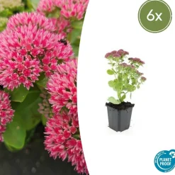 LA GREEN TOUCH - Orpin 'herbstfreude' x6 – entre 0,38 et 0,5m2