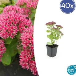 LA GREEN TOUCH - Orpin 'herbstfreude' x40 – entre 2,5 et 3,33m2