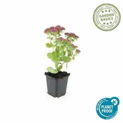 LA GREEN TOUCH - Orpin 'herbstfreude' x40 – entre 2,5 et 3,33m2