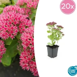 LA GREEN TOUCH - Orpin 'herbstfreude' x40 – entre 2,5 et 3,33m2