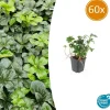 LA GREEN TOUCH - Pachysandre du japon 'green sheen' x60 – entre 3,75 et 5m2