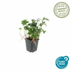 LA GREEN TOUCH - Pachysandre du japon 'green sheen' x60 – entre 3,75 et 5m2