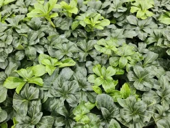 LA GREEN TOUCH - Pachysandre du japon 'green sheen' x60 – entre 3,75 et 5m2