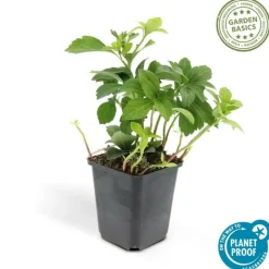 LA GREEN TOUCH - Pachysandre du japon 'green carpet' x40 – entre 2,5 et 3,33m2