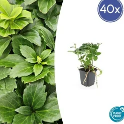 LA GREEN TOUCH - Pachysandre du japon x40 – entre 2,5 et 3,33m2