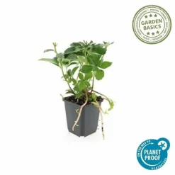 LA GREEN TOUCH - Pachysandre du japon x40 – entre 2,5 et 3,33m2