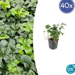 LA GREEN TOUCH - Pachysandre du japon 'green sheen' x40 – entre 2,5 et 3,33m2
