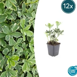 LA GREEN TOUCH - Pachysandre du japon 'variegata' x60 – entre 3,75 et 5m2