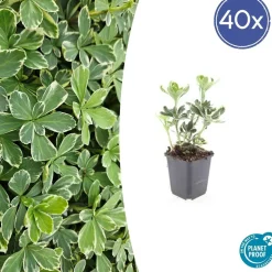 LA GREEN TOUCH - Pachysandre du japon 'variegata' x60 – entre 3,75 et 5m2