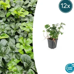LA GREEN TOUCH - Pachysandre du japon 'green sheen' x12 – entre 0,75 et 1m2