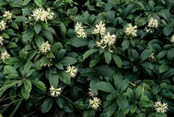 LA GREEN TOUCH - Pachysandre du japon 'green sheen' x12 – entre 0,75 et 1m2