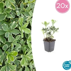 LA GREEN TOUCH - Pachysandre du japon 'variegata' x20 – entre 1,25 et 1,67m2