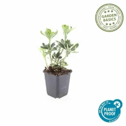 LA GREEN TOUCH - Pachysandre du japon 'variegata' x20 – entre 1,25 et 1,67m2