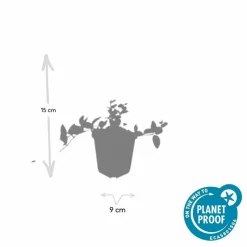 LA GREEN TOUCH - Petite pervenche 'argenteovariegata' x20 – entre 1,25 et 1,67m2