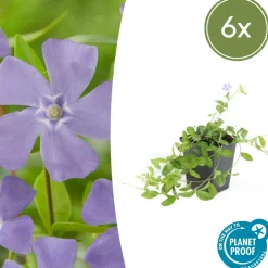 LA GREEN TOUCH - Petite pervenche 'la grave' x6 – entre 0,38 et 0,5m2