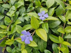 LA GREEN TOUCH - Petite pervenche 'la grave' x6 – entre 0,38 et 0,5m2