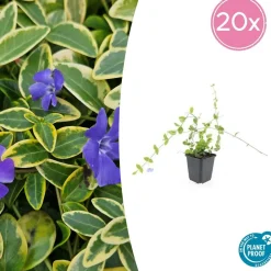 LA GREEN TOUCH - Petite pervenche 'blue and gold' x20 – entre 1,25 et 1,67m2