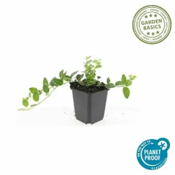 LA GREEN TOUCH - Petite pervenche 'ralph shugert' x60 – entre 3,75 et 5m2