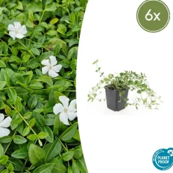 LA GREEN TOUCH - Petite pervenche 'gertrude jekyll' x6 – entre 0,38 et 0,5m2