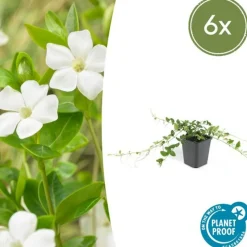 LA GREEN TOUCH - Petite pervenche 'alba' x6 – entre 0,38 et 0,5m2