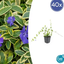 LA GREEN TOUCH - Petite pervenche 'blue and gold' x40 – entre 2,5 et 3,33m2