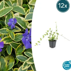 LA GREEN TOUCH - Petite pervenche 'blue and gold' x40 – entre 2,5 et 3,33m2