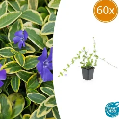 LA GREEN TOUCH - Petite pervenche 'blue and gold' x60 – entre 3,75 et 5m2