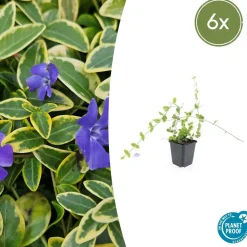 LA GREEN TOUCH - Petite pervenche 'blue and gold' x60 – entre 3,75 et 5m2