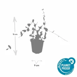 LA GREEN TOUCH - Petite pervenche 'blue and gold' x6 – entre 0,38 et 0,5m2