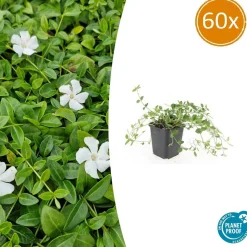 LA GREEN TOUCH - Petite pervenche 'gertrude jekyll' x60 – entre 3,75 et 5m2