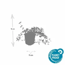 LA GREEN TOUCH - Petite pervenche 'gertrude jekyll' x12 – entre 0,75 et 1m2