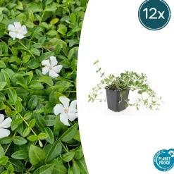LA GREEN TOUCH - Petite pervenche 'gertrude jekyll' x12 – entre 0,75 et 1m2