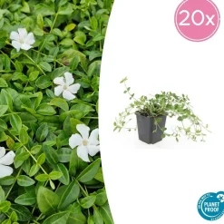 LA GREEN TOUCH - Petite pervenche 'gertrude jekyll' x12 – entre 0,75 et 1m2