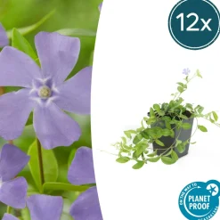 LA GREEN TOUCH - Petite pervenche 'la grave' x12 – entre 0,75 et 1m2